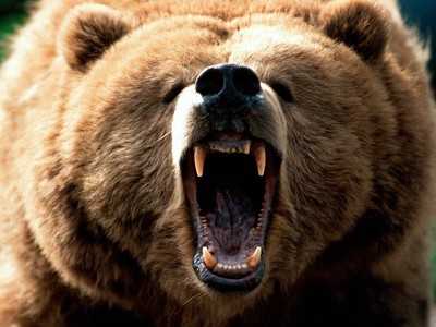Русский медведь загрызет российский рынок?