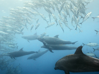Загадки морской фауны: в Японии произошел массовый выброс дельфинов