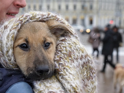 Закон спасет собак и кошек от долговой ямы