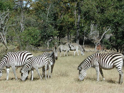 Зоологи нашли лучшее объяснение полосатости зебр