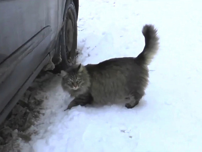После нападения бешеной кошки на человека в Челябинске бьют тревогу