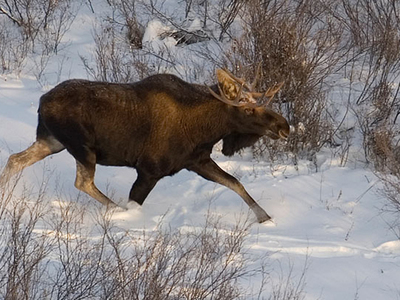 Ямальское зверье пересчитают на снегоходах