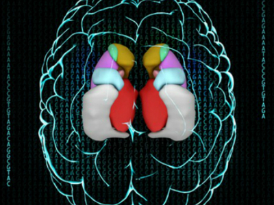 Неврологи рассекретили генетику размеров мозга