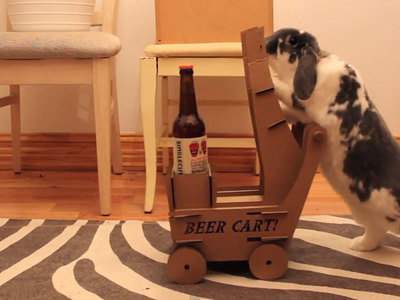 Толстый кролик научился привозить пиво своему хозяину. Видео
