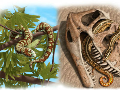Первые змеи ползали по Земле на 70 миллионов лет раньше