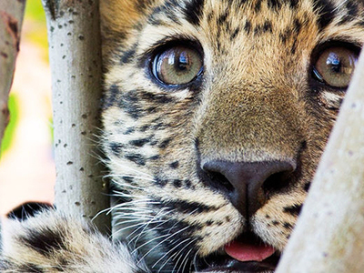 Камеры запечатлели леопарда, ставшего звездой сериала про диких кошек