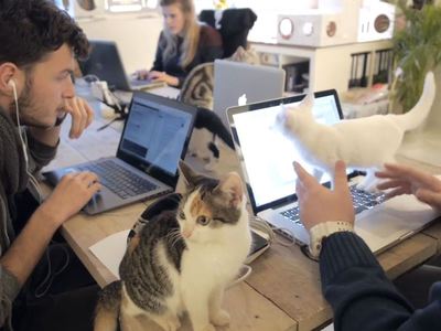 Видео из офиса, где кошек больше, чем людей, стало хитом