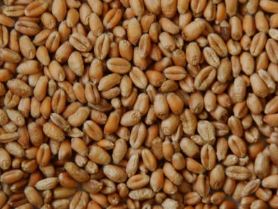 Британцы могли импортировать пшеницу из Европы ещё во времена мезолита