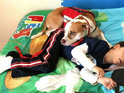 Собака помогает мальчику-инвалиду справиться с болезнью