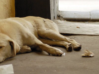 Забайкальские власти станут догхантерами: суд обязал переловить всех бродячих собак