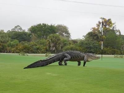 Гигантский аллигатор явился на поле для гольфа и стал звездой в Сети