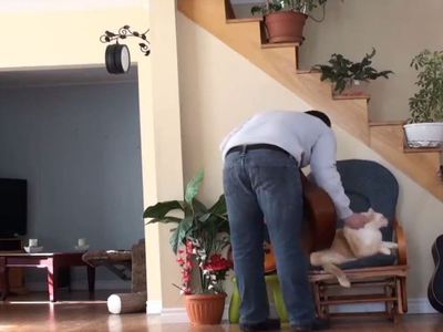 Кот отомстил хозяину за бесцеремонное обращение ударом по голове. Видео