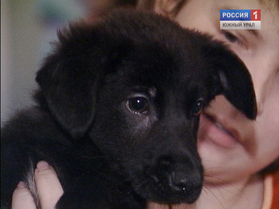 В Челябинске создадут приют для животных, пострадавших от рук человека