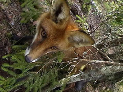 В Смоленской области от бешенства вакцинируют лис и волков