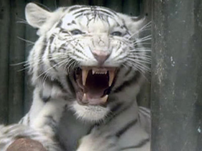 Тигр прокусил лицо настоятелю знаменитого 