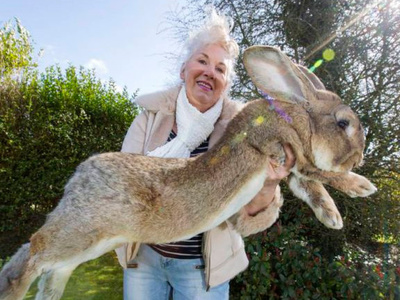 Фотографии самого большого кролика в мире взорвали Интернет