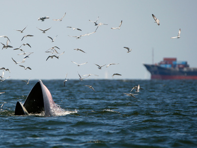 У берегов Южной Кореи судно с пассажирами столкнулось с китом