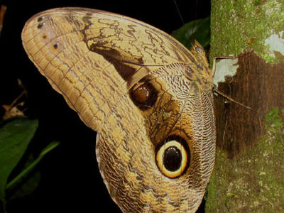 Пятна на крыльях бабочек имитируют глаза хищных птиц