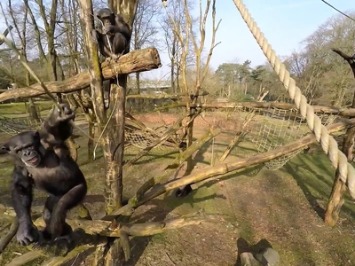 Шимпанзе сбили палками беспилотник. Видео