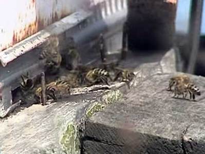 В Песчанокопском районе введен карантин из-за нозематоза пчел