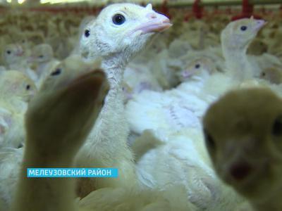 Башкирские аграрии выходят на международный рынок