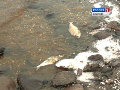Следственный комитет начал проверку по факту массовой гибели рыбы