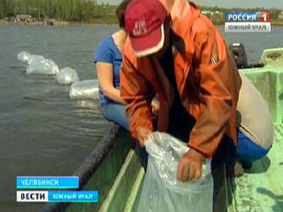 В Челябинской области для поднятия рыбоводства создадут рыбохозяйственный совет