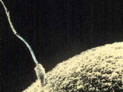 Французы утверждают, что первыми в мире вырастили в лаборатории зрелую сперму