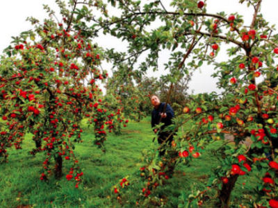 Израильские компьютерщики научили программу считать яблоки на деревьях