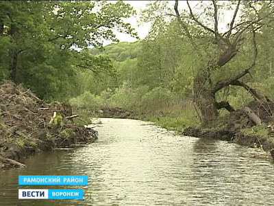 Экологи обнаружили на реке Воронеж более километра самодельно прорытого канала