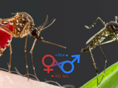 Учёные превратили самок комаров в безобидных самцов, переключив пол