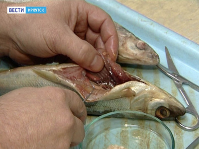 80% ценных видов рыб в водоемах Приангарья заражены паразитами