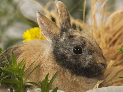 Датский ведущий убил кролика в прямом эфире