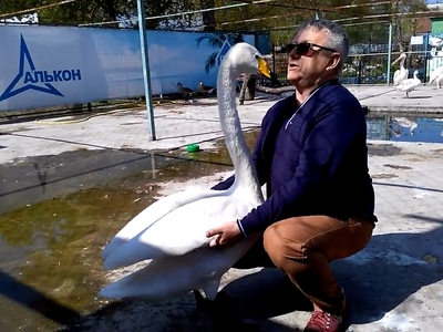 Лебедь Жора наябедничал хозяину на соседей-пеликанов. Видео
