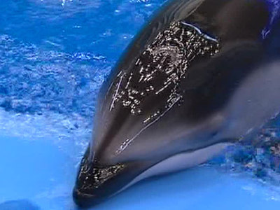 Смерть в океанариуме: следователи пытаются найти убийц дельфинов и сивуча