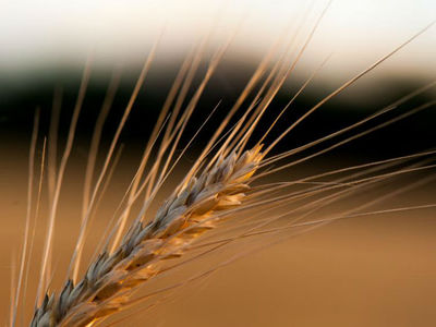 Вывоз пшеницы из России ограничит таможенная пошлина
