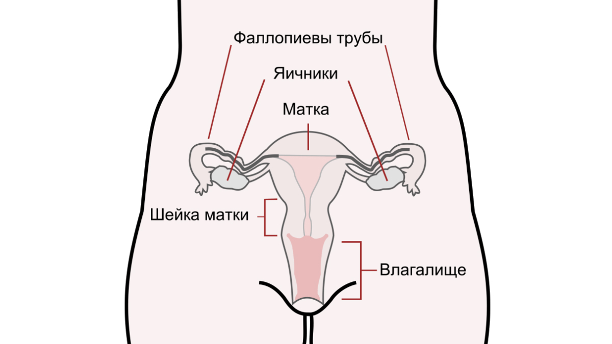 Где находится матка у женщин картинки